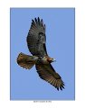 _0SB8038 red-tailed hawk a85x11